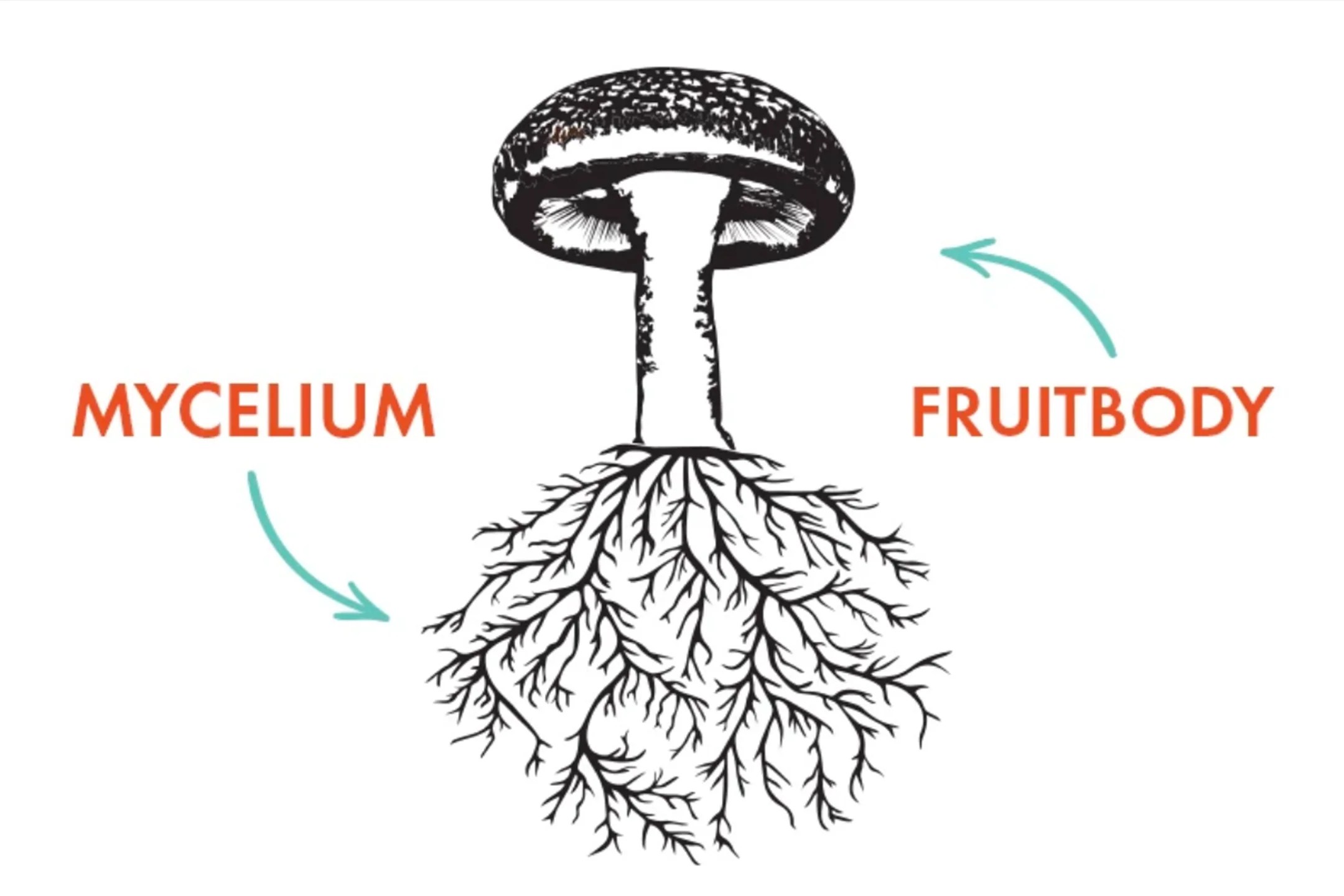 The Science of Mushroom Anatomy: Mycelium & the Fruitbody