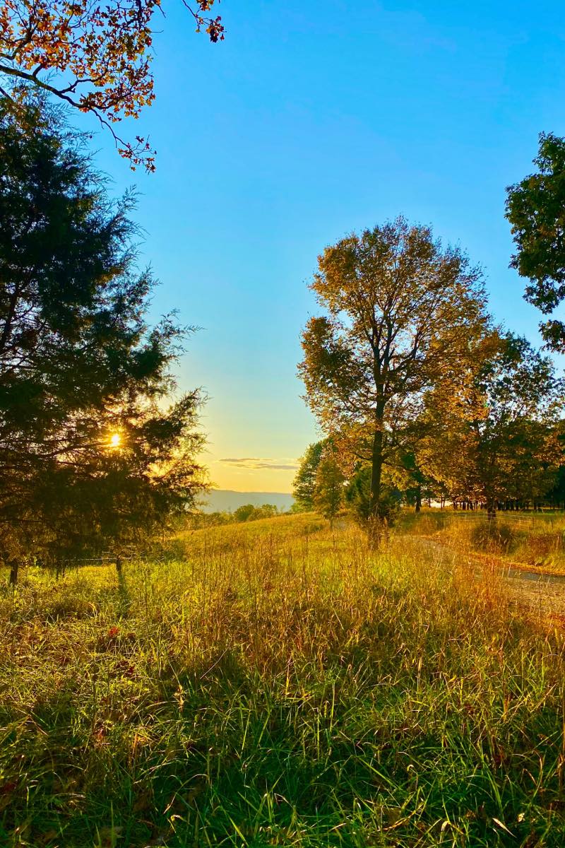 Gardening in Arkansas What to Plant in Spring & Fall