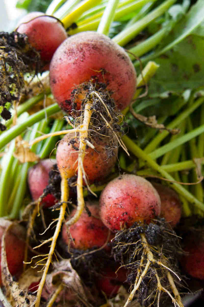 How to Grow Beets The Complete Guide