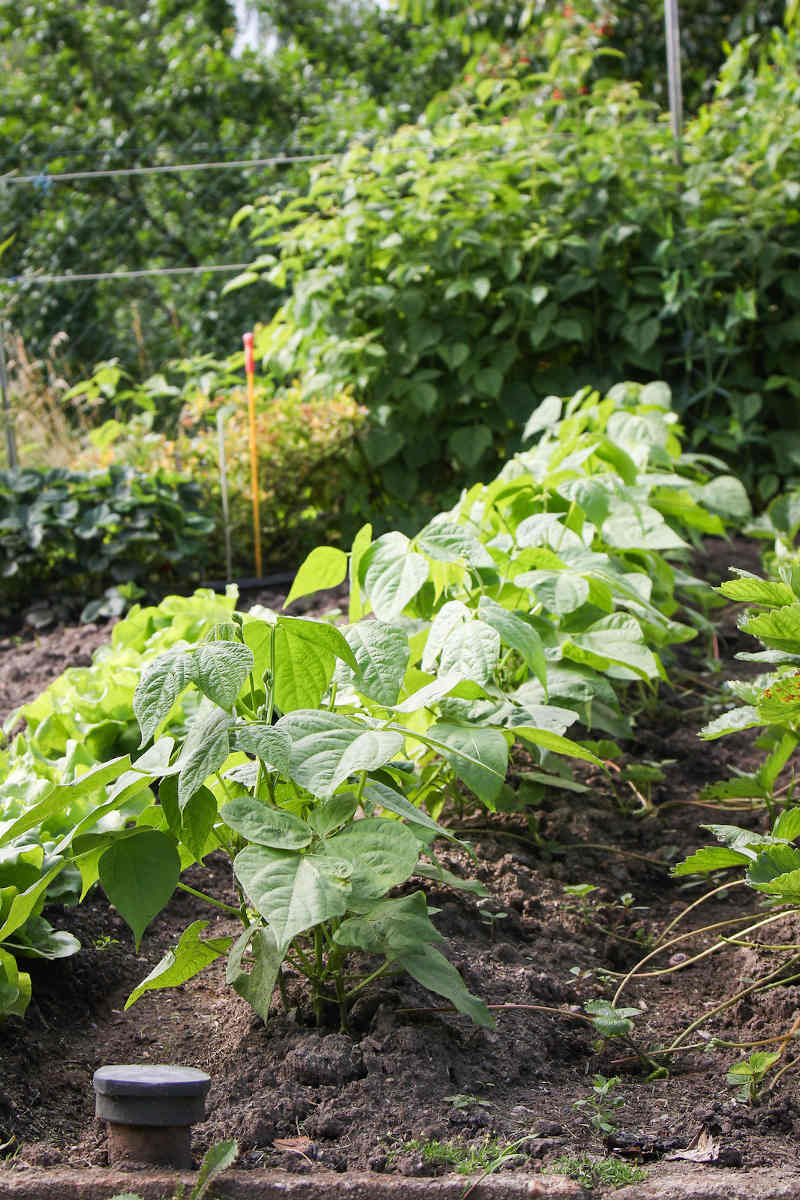 How to Grow Bush Beans The Complete Guide