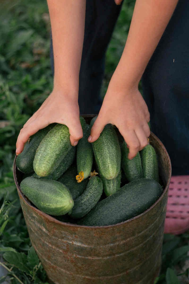How to Grow Cucumbers The Complete Guide