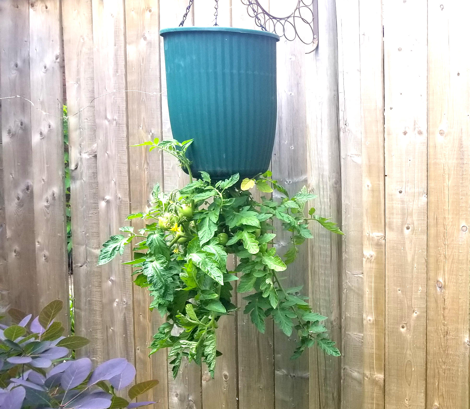 The Top 3 Grow Bags for Any Vegetable in Your Garden