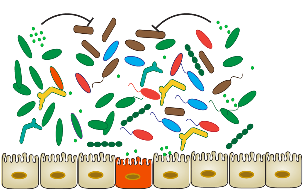 The dietmicrobiome connection in inflammatory bowel disease Host