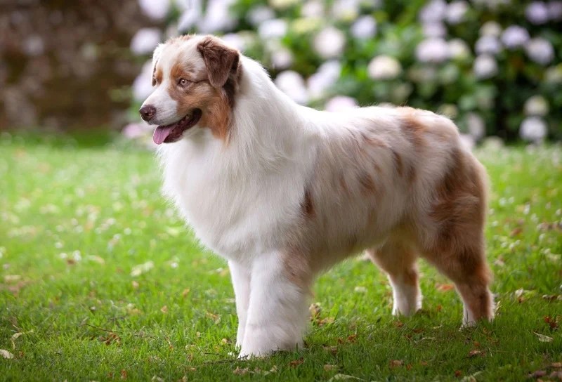 Best Bark Collars for Australian Shepherds Top Models