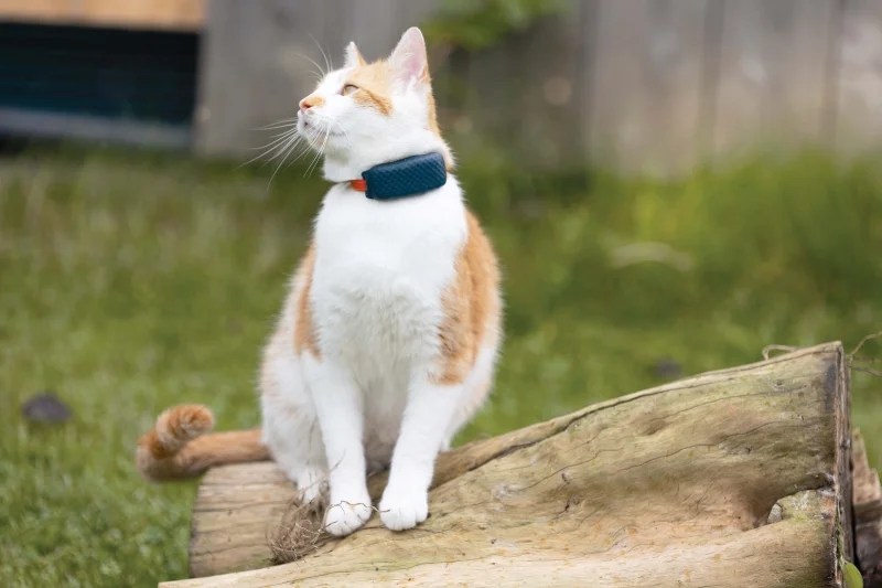 Tractive vs Weenect Best GPS Cat Trackers Compared