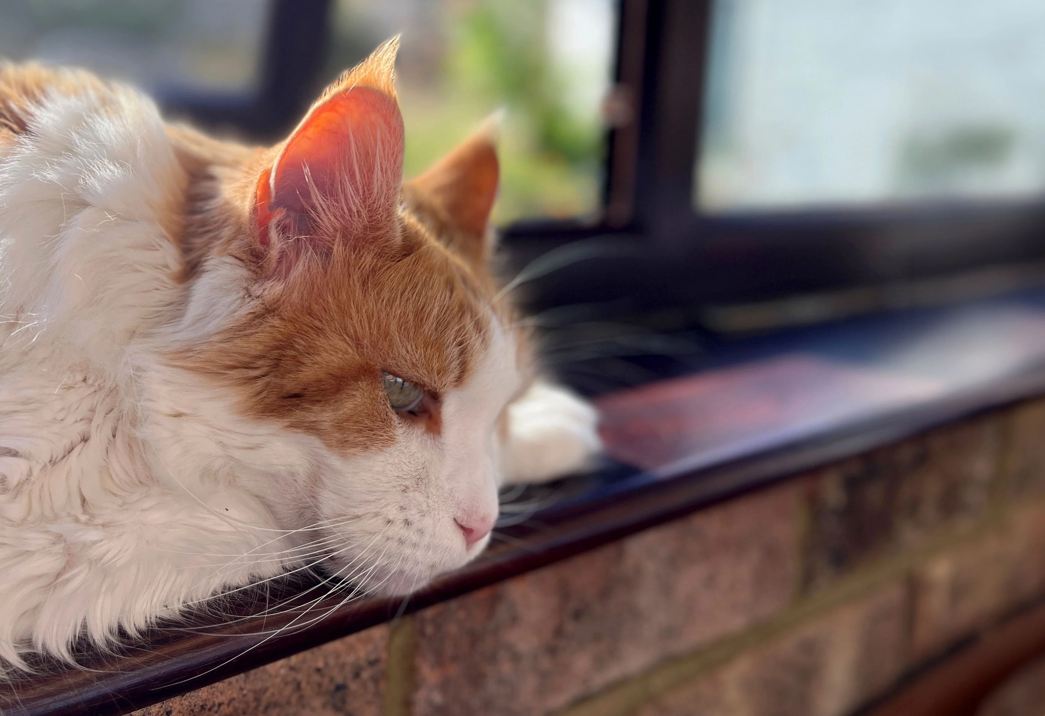 Can I Compost Cat Litter? HOTBIN Composting