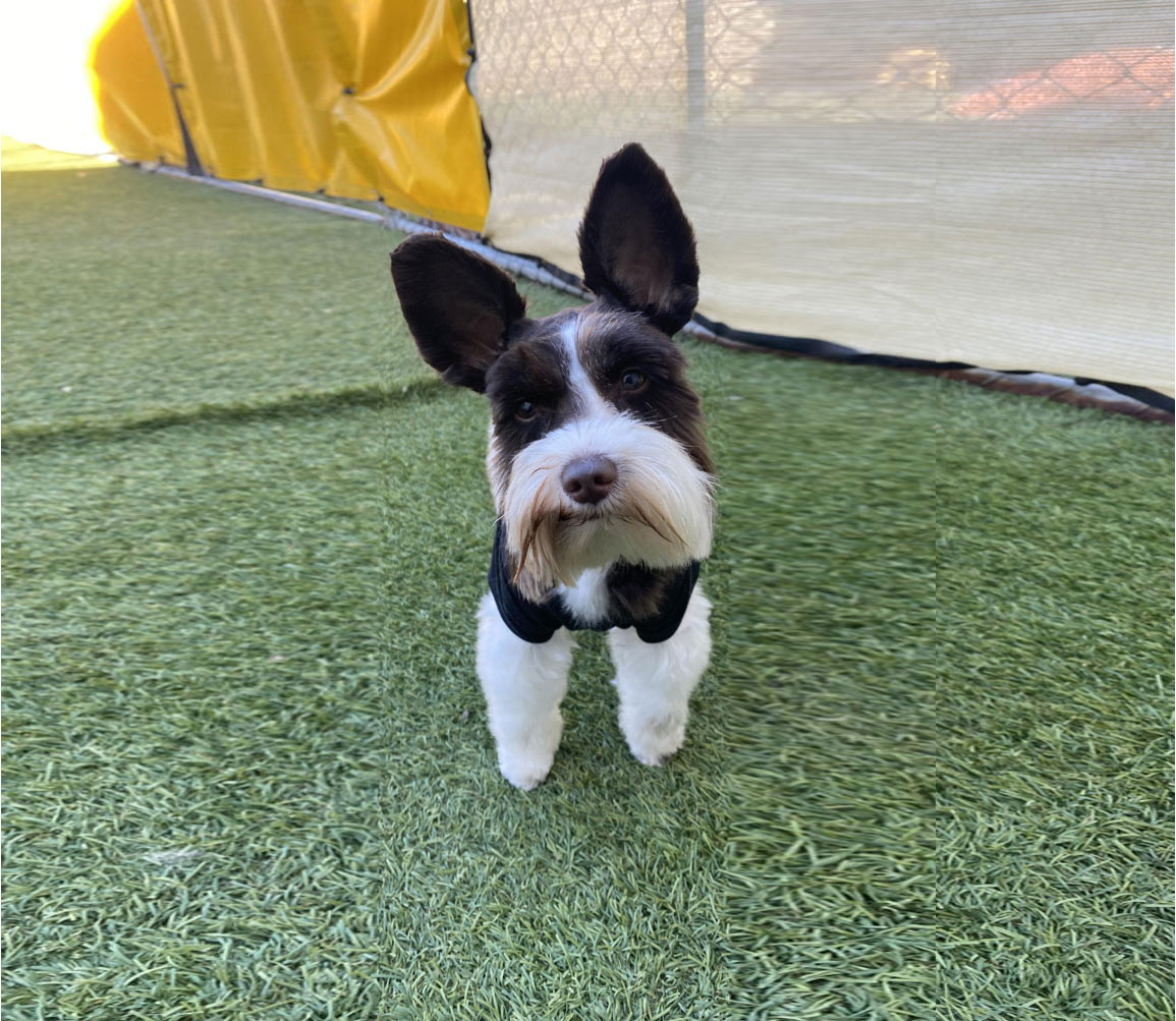 Daycare and Boarding Hot Diggity Dog Daycare