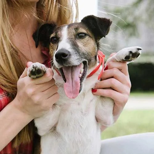 Services and Rates Vancouver Hot Diggity! Dog Walking + Pet Sitting