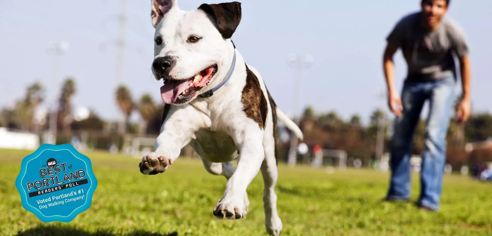 Portland Hot Diggity! Dog Walking & Pet Sitting