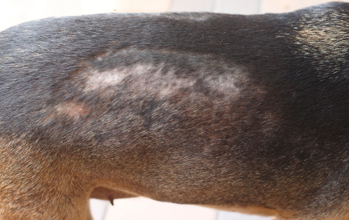 How To Condition A Dog's Dry Skin - Hot Dog On A Leash