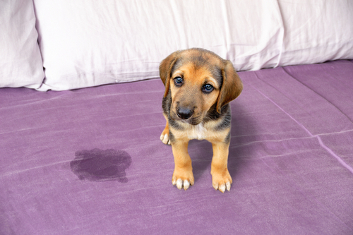 Training Tips My Dog is Peeing on My Bed Hot Dog on a Leash