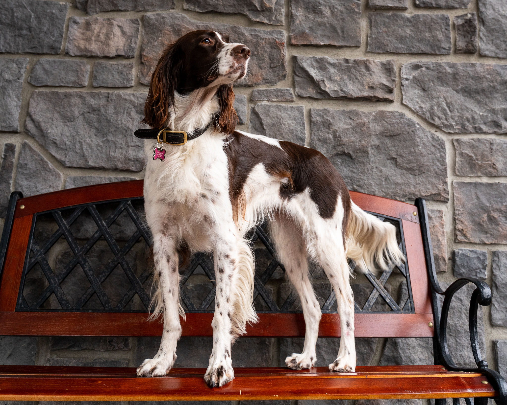 DogFriendly Waterfront Hotel in Bellingham