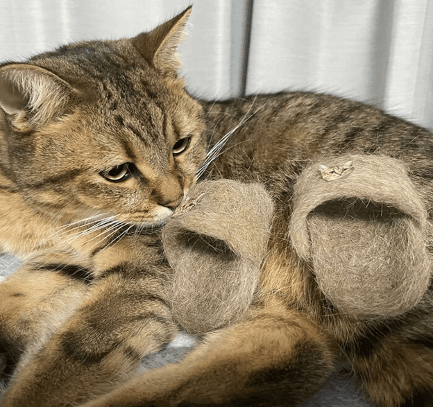 These cats wearing slippers made of their own fur are gaining popularity.