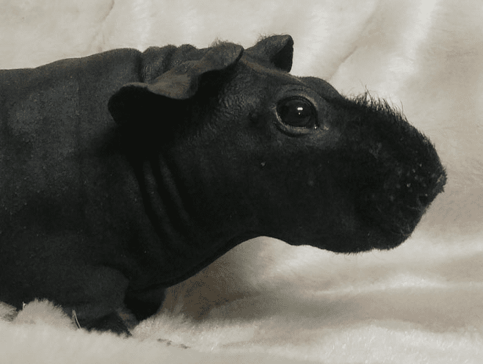 8 Hairless Guinea Pigs That Resemble Tiny Hippos.