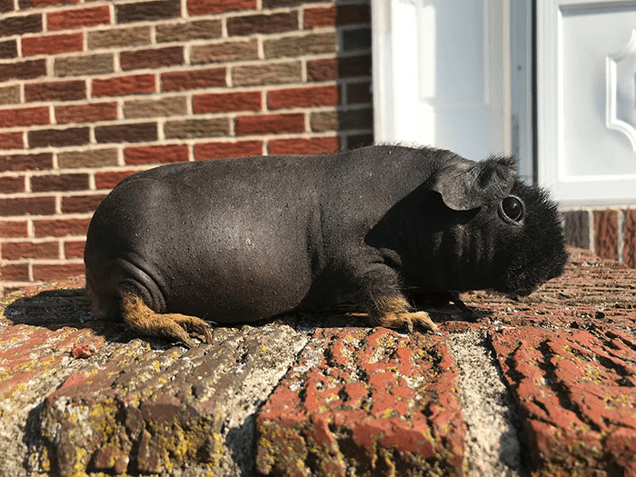 8 Hairless Guinea Pigs That Resemble Tiny Hippos.
