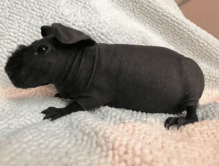 8 Hairless Guinea Pigs That Resemble Tiny Hippos.