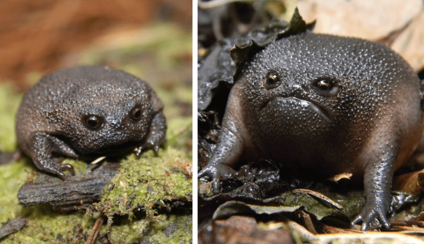 Discover African Rain Frogs Adorable Creatures with a Resemblance to