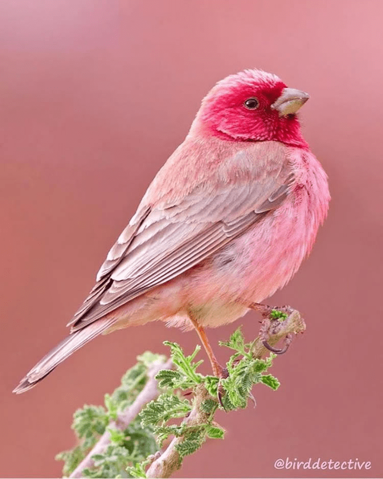 Discover the PinkBrowed Rosefinch A Stunning Little Bird with