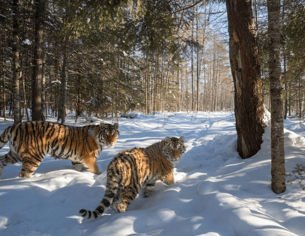 Spectacular Photos of Siberian Tigers in Their Snowy Habitat.