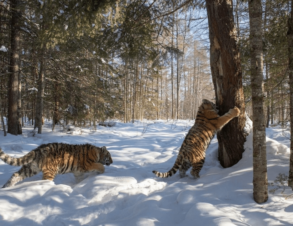 Spectacular Photos of Siberian Tigers in Their Snowy Habitat.