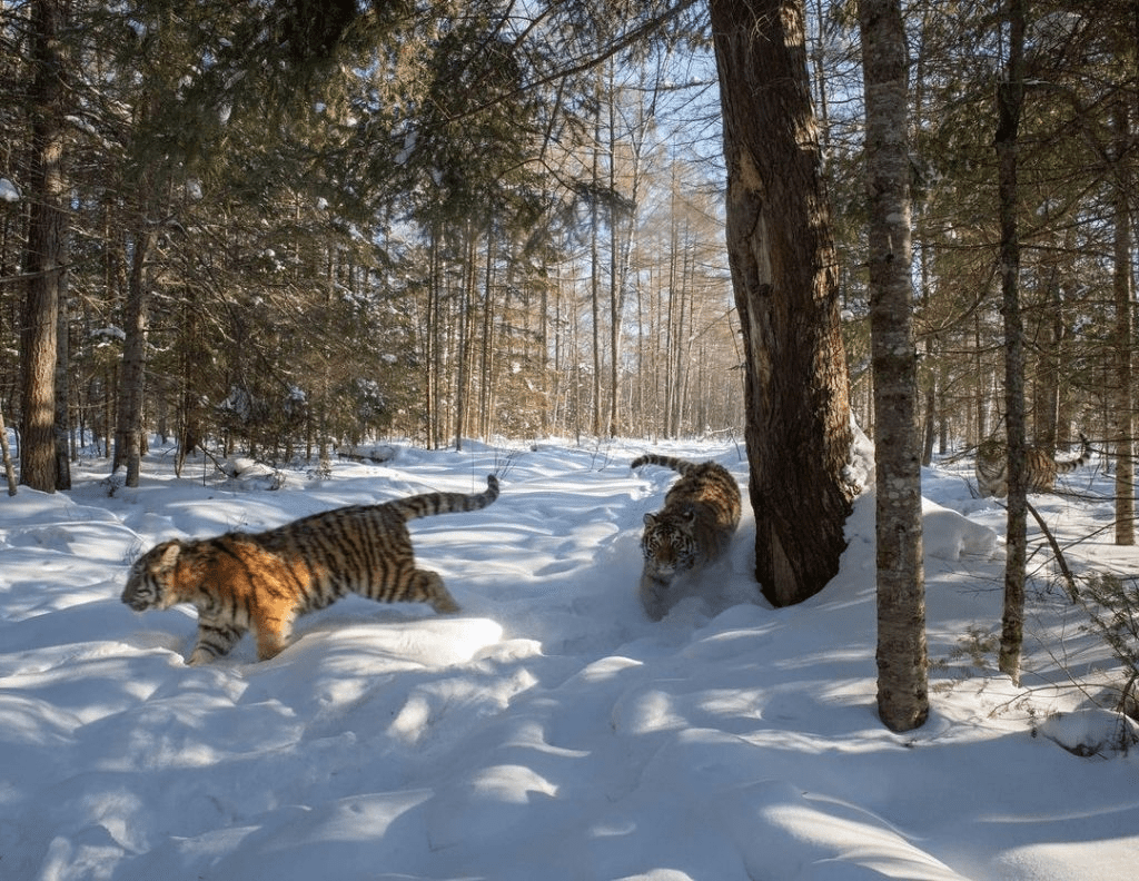 Spectacular Photos of Siberian Tigers in Their Snowy Habitat.