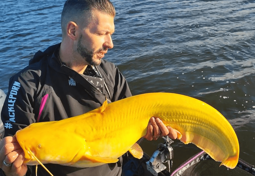 Rare Yellow Catfish Caught by Professional Fisherman Witness a