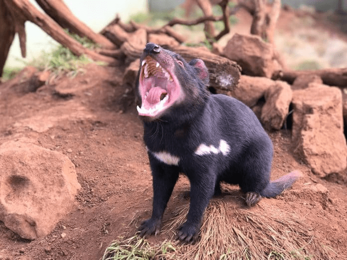 3000 Years Later Tasmanian Devils Reintroduced to the Australian Mainland.