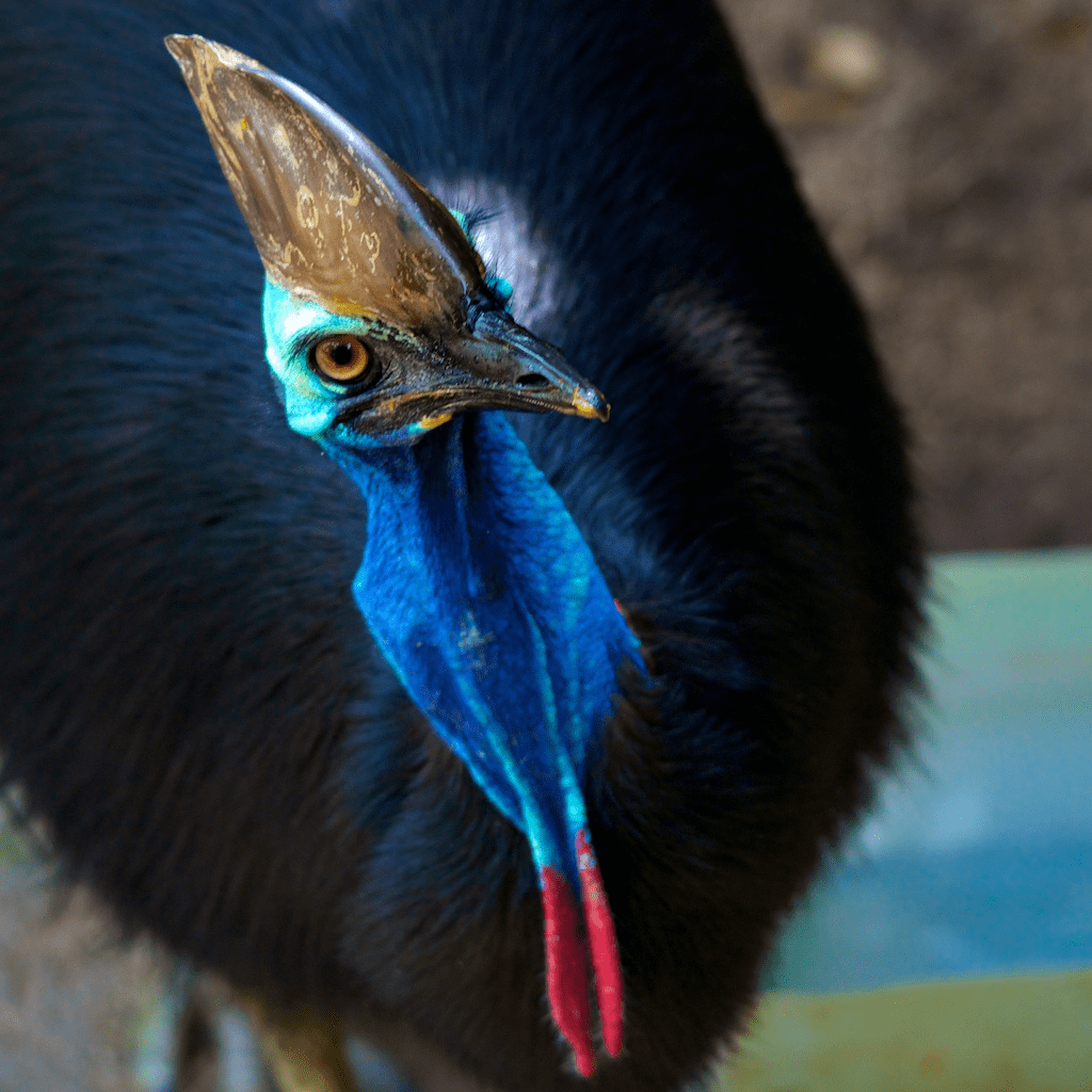 cassowary Hot Getaways