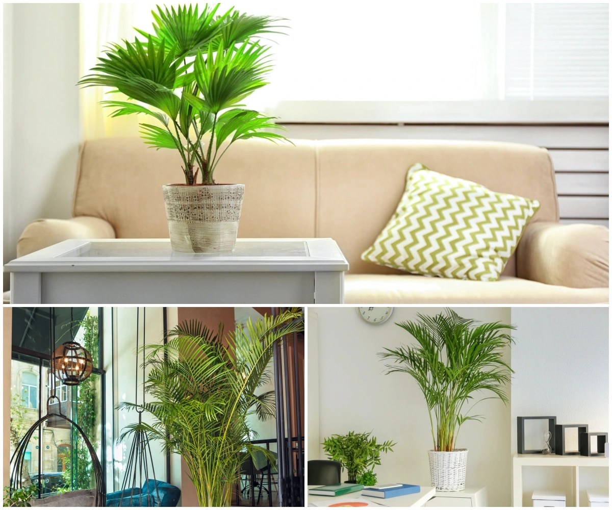 The 16 Best Indoor Palms to Grow