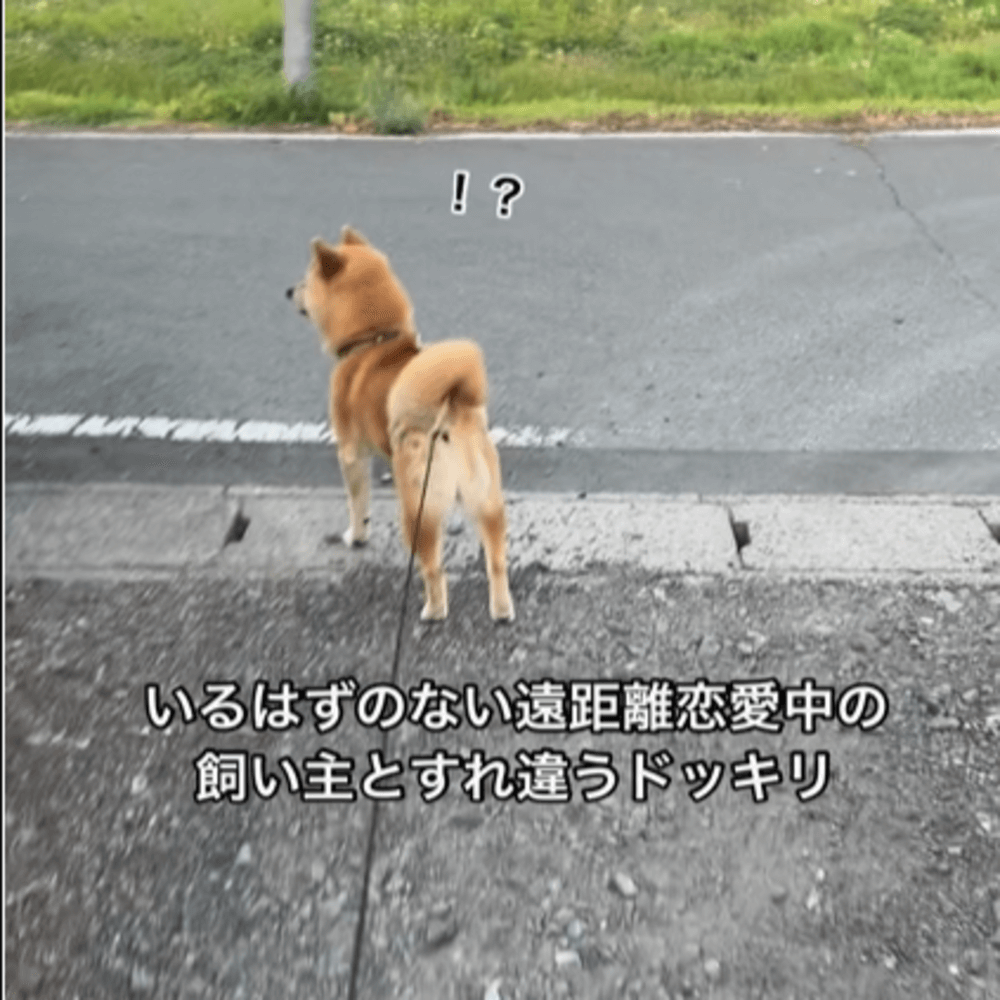 姉のことが大好きな愛犬と“散歩中、内緒ですれ違う”ドッキリをすると…→ワンちゃんの反応に「可愛すぎる」「お利口」の声 ほ・とせなNEWS