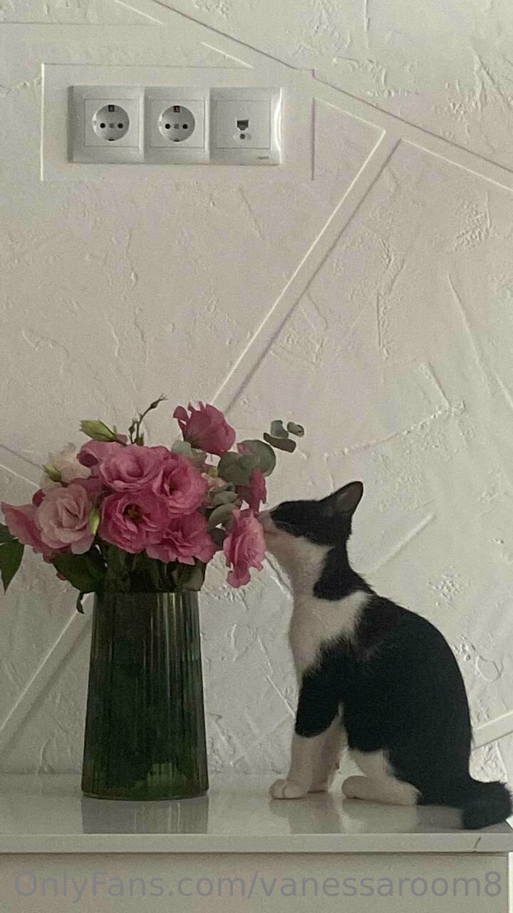 Vanessaroom8 08042024 Vanessa - Onlyfans SiteRip - Forumporn