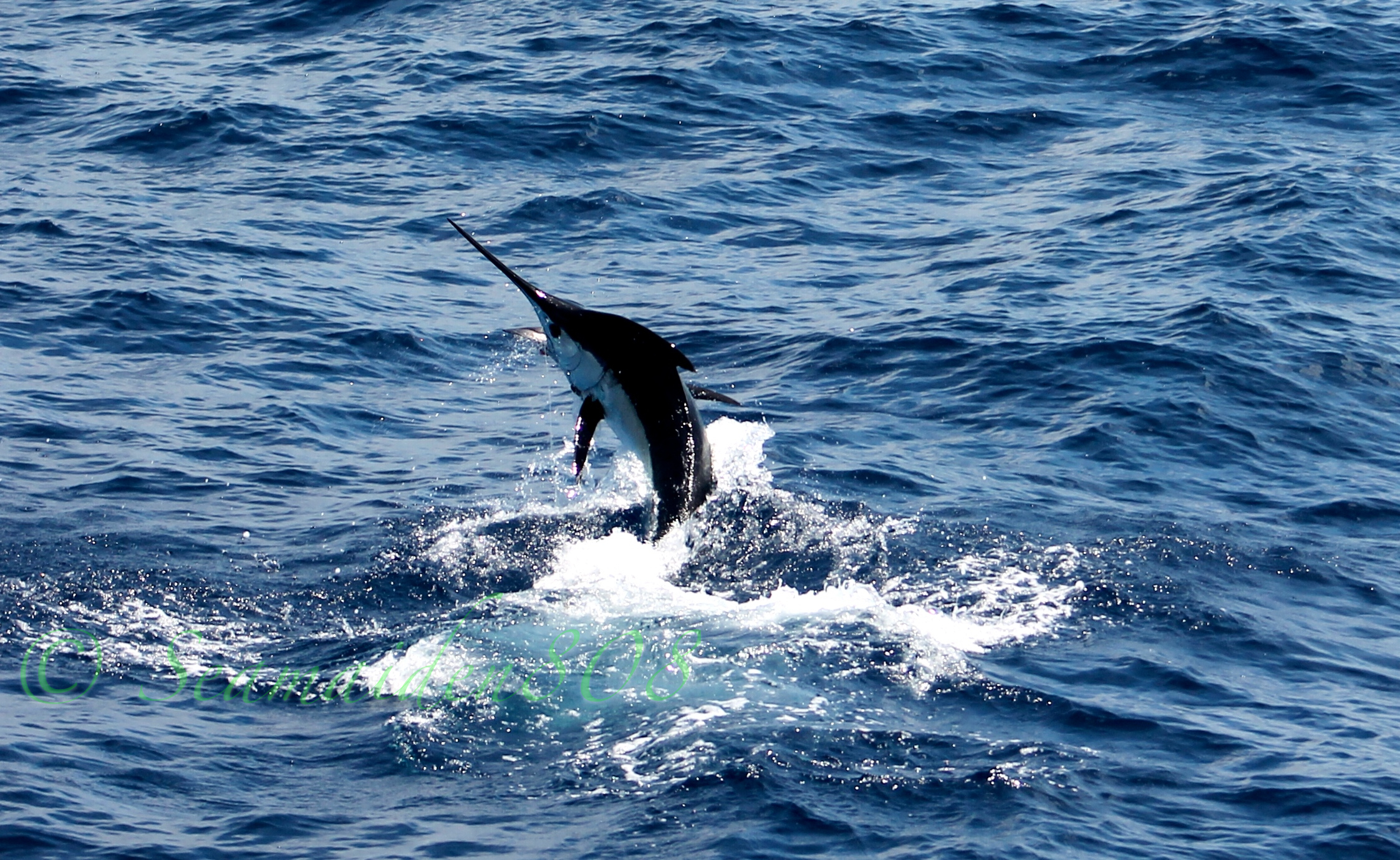 Fantastic start for the Gold Coast marlin fishing season HotShot Charters