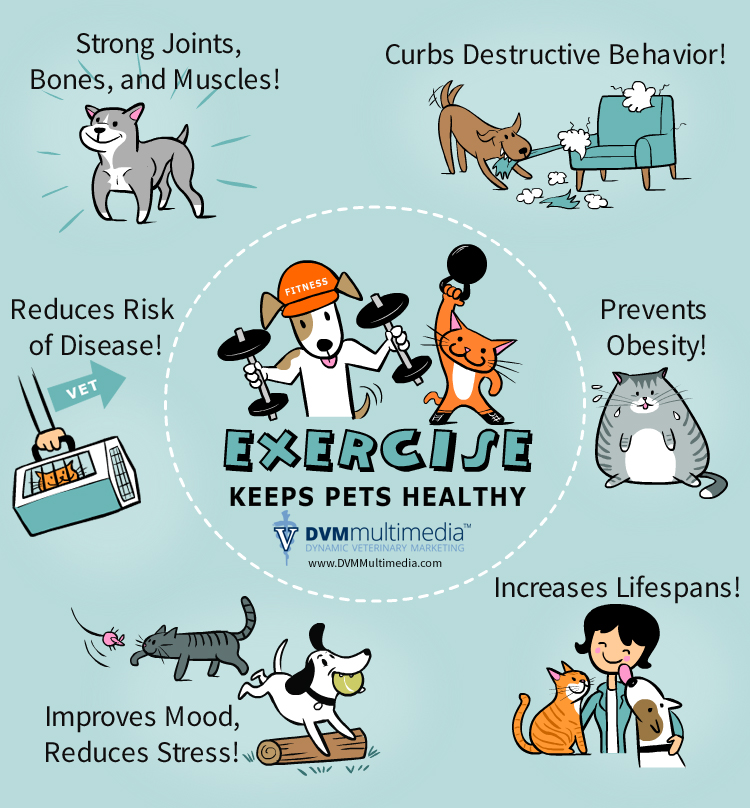 Exercise Keeps Pets Healthy in Hot Springs, AR Hot Springs Animal