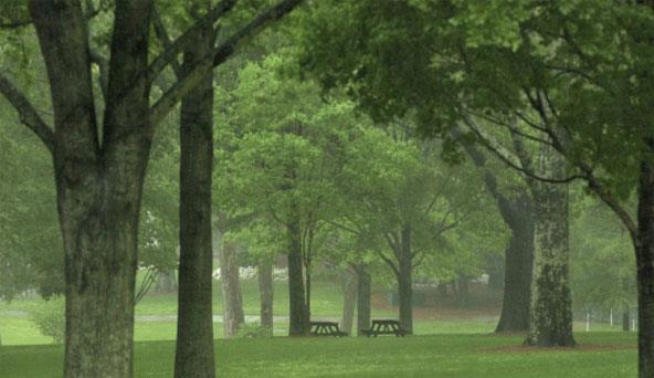 JOHN COFIELD'S 'OXFORD & OLE MISS' The Grove in the Fog