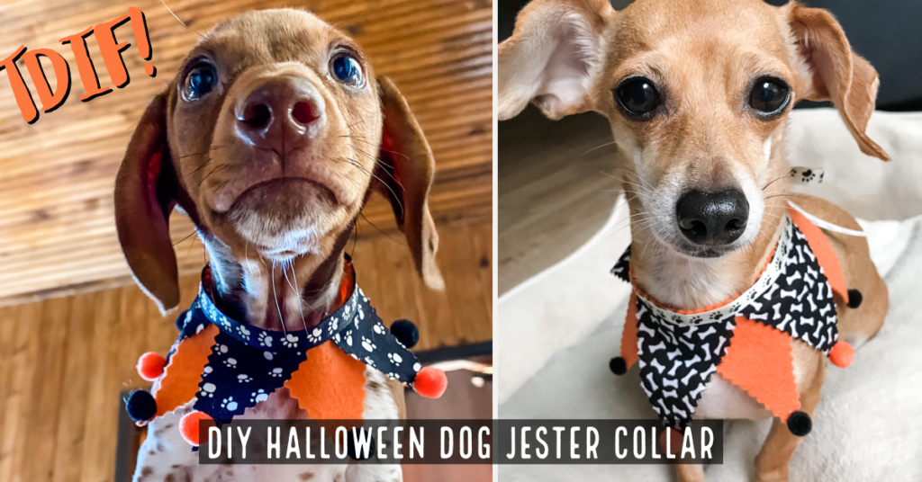 DIY Halloween Jester Collar for Dogs