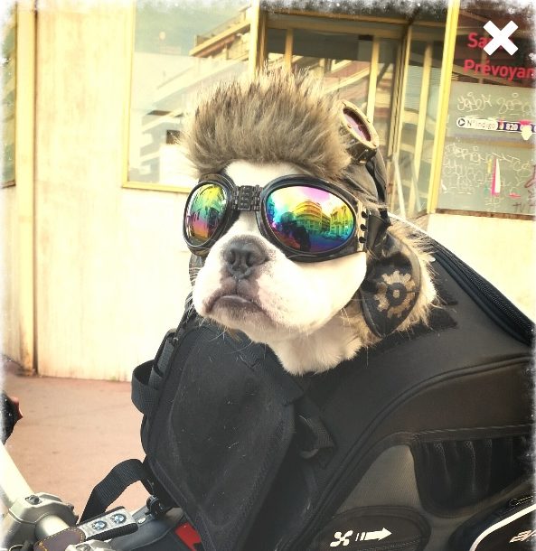 Aviator Dog Costume