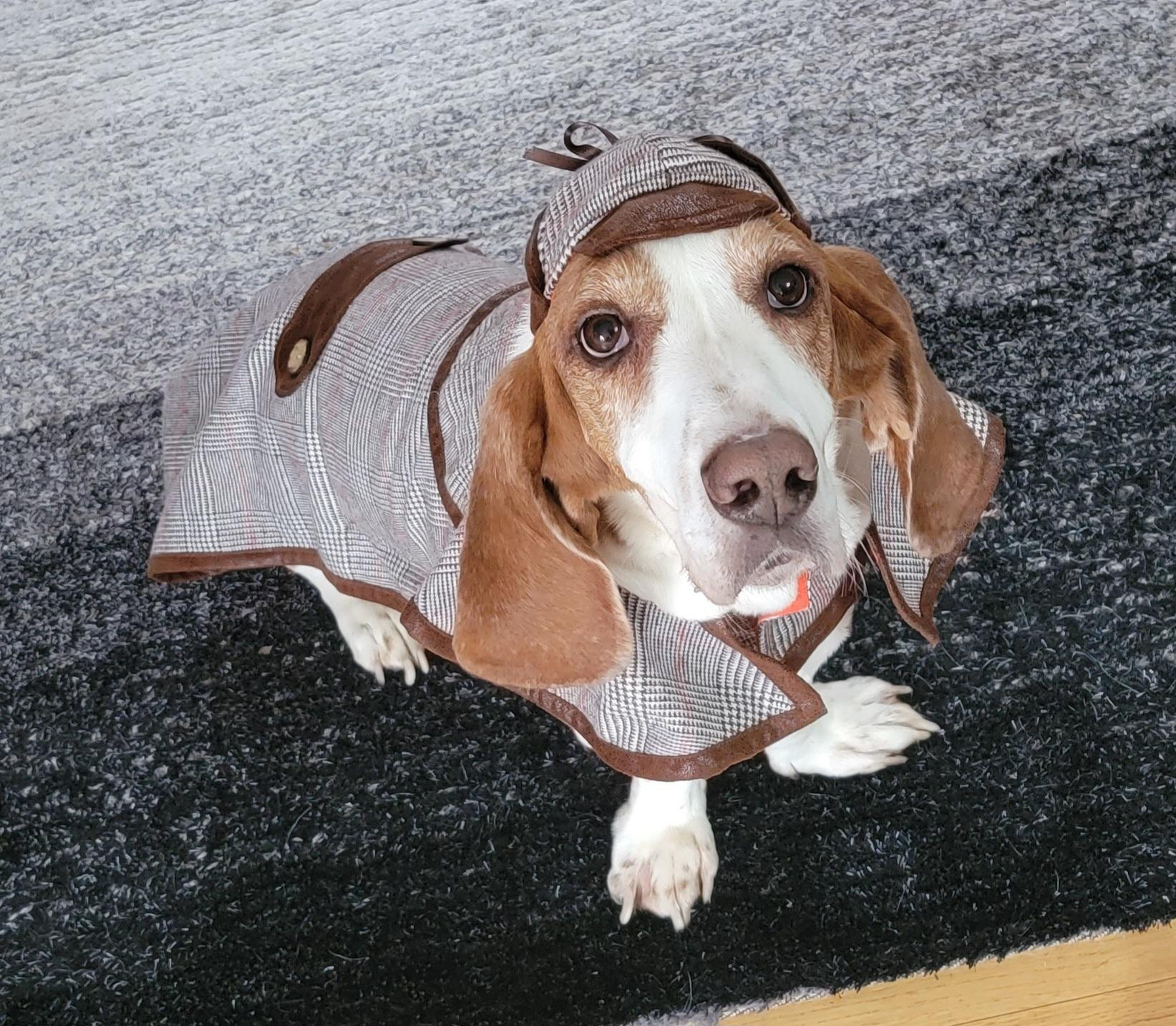 Sherlock Houndstooth Dog Costume