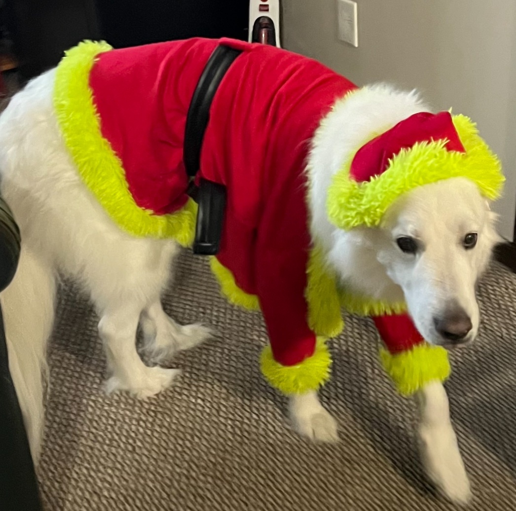Grinch Santa Claus Costume for Dogs