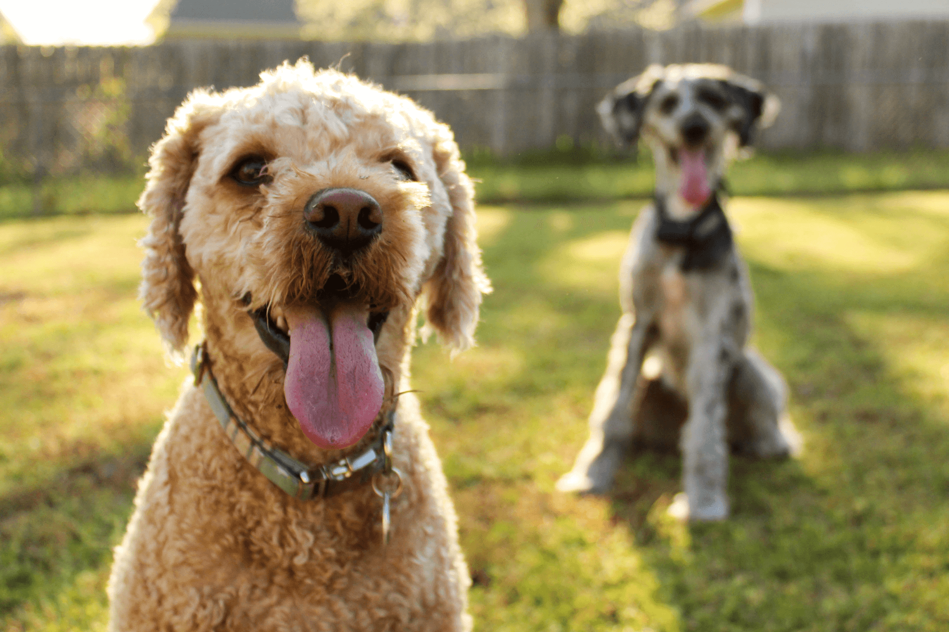 How to Keep Your Dog Cool This Summer 10 Tips