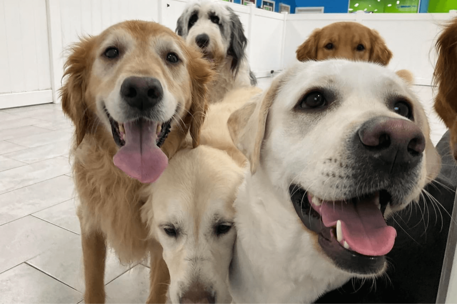 Top 5 Reasons Why Your Dog Needs Doggy Daycare