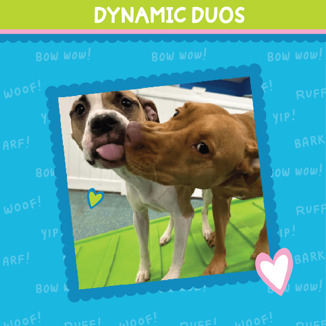 Dynamic Duos Heartwarming Bonds at Hounds Town