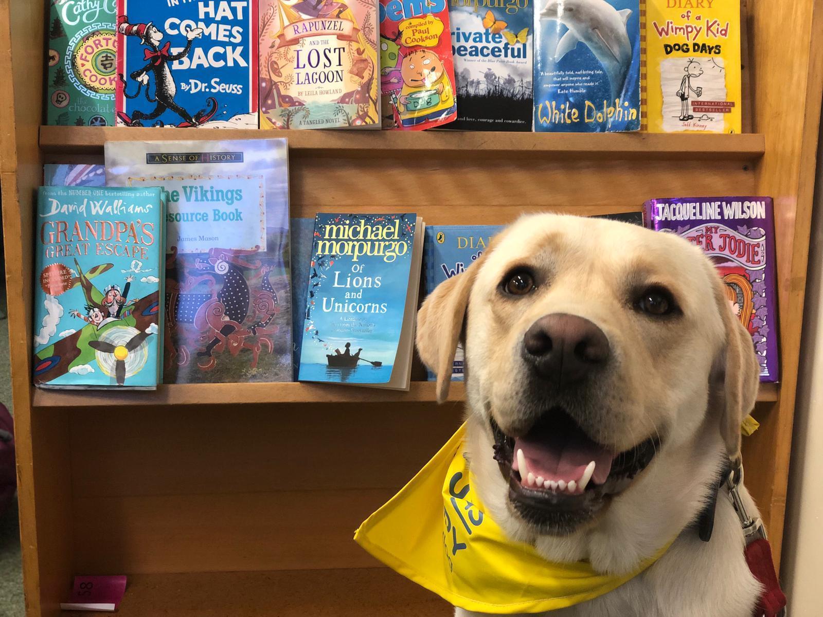 How to a Therapy Dog UK Arlo's Inspiring Journey