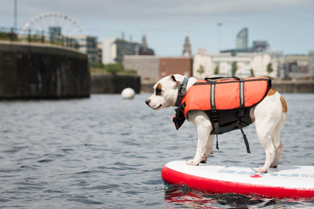 Our Guide to Dog Friendly Liverpool City Centre Houndy