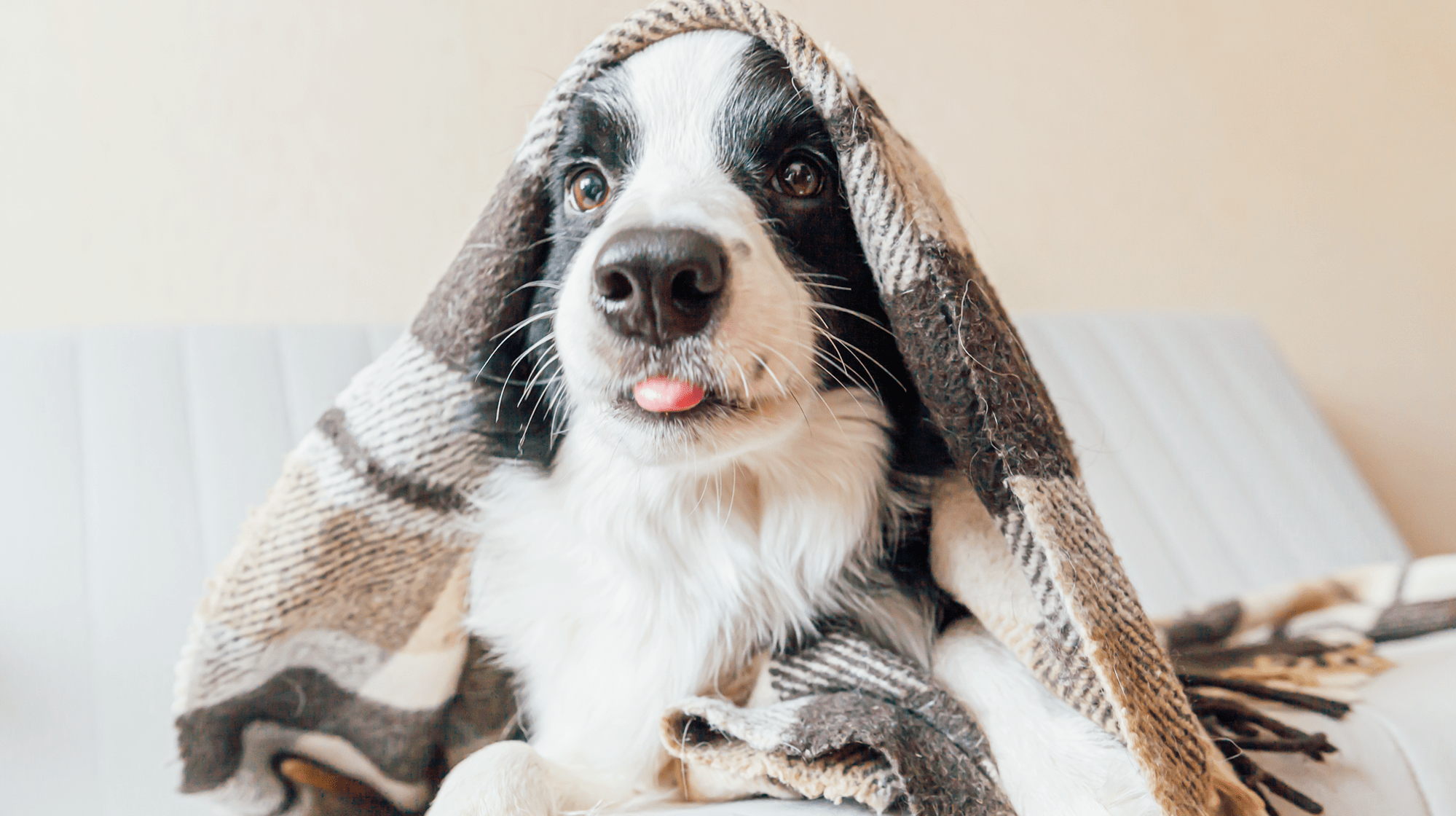 5 Reasons To Keep Up Your Dog’s Flea Treatment in Winter Houndy