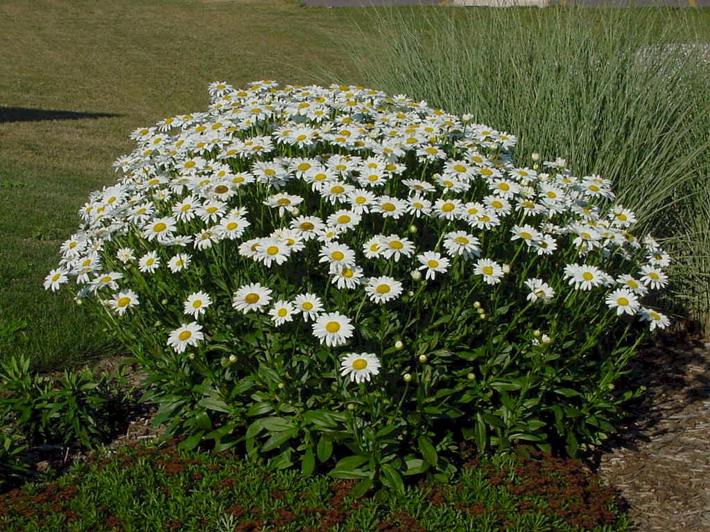 Perennials for the Landscape Houp Landscaping Enhancing Nature's Beauty