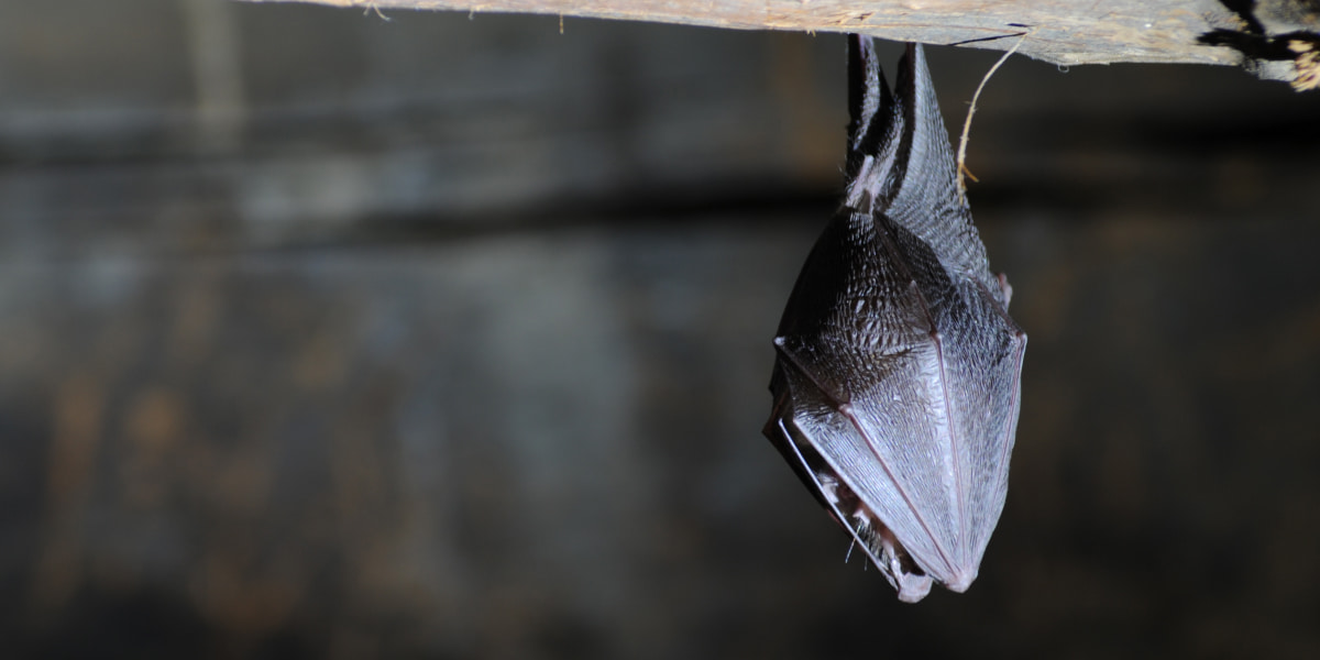 How To Attract Bats To A Bat House? Working Ways (2022)