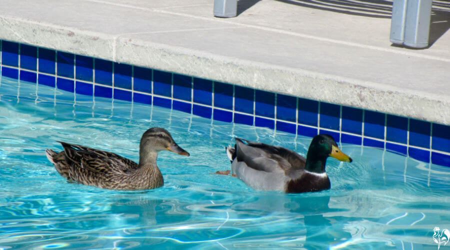 How to Keep Ducks Out of Pool Everything You Need to Know!