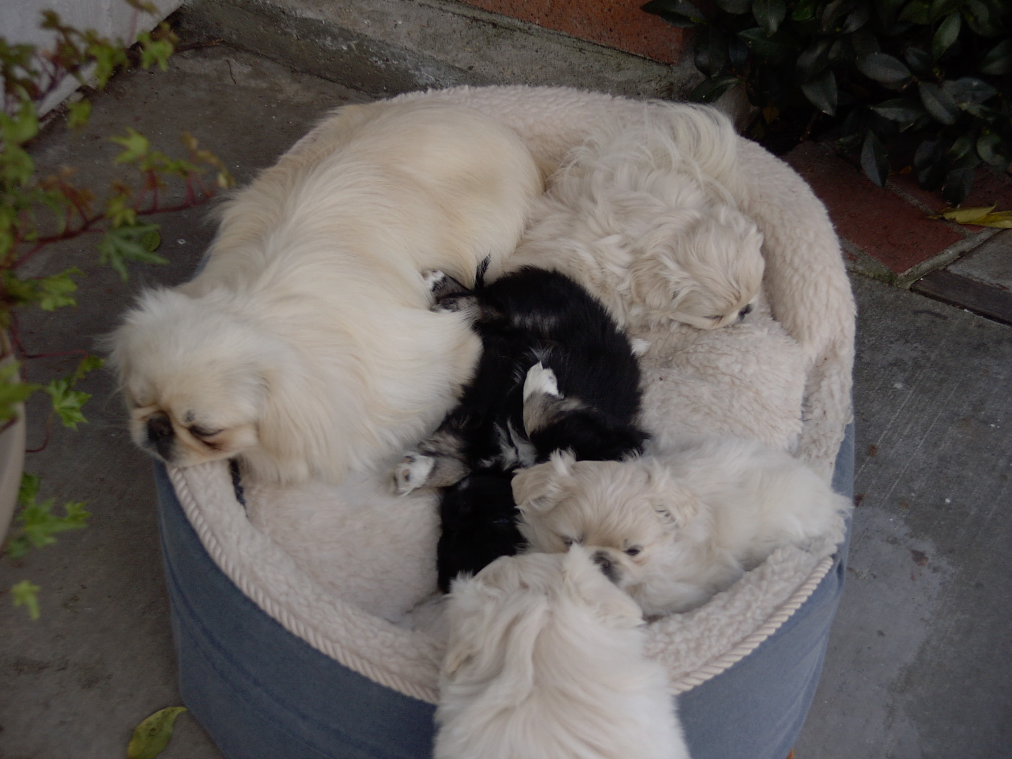 My story of my Heart Expansion After Pet Loss House Calls Pet Blog