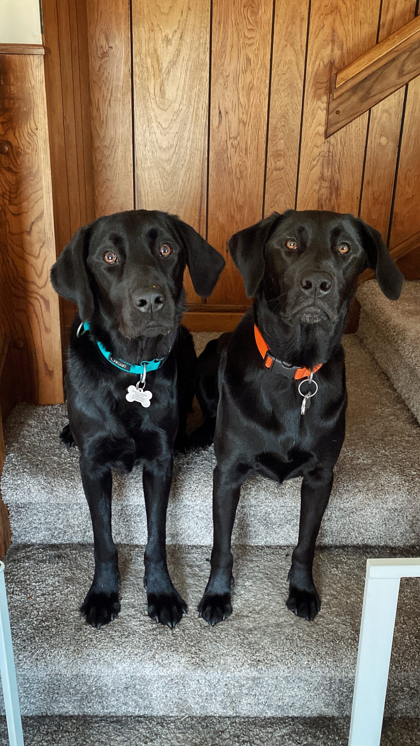 House Calls Veterinary Hospital Gallery Vet Clinic In Eagle, MI 48822