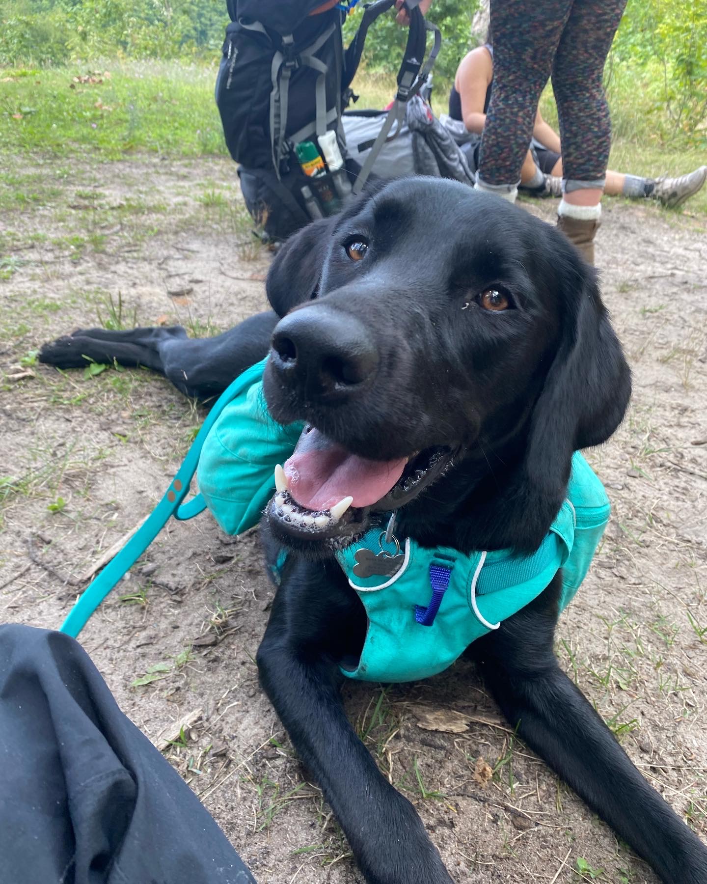 House Calls Veterinary Hospital Gallery Vet Clinic In Eagle, MI 48822